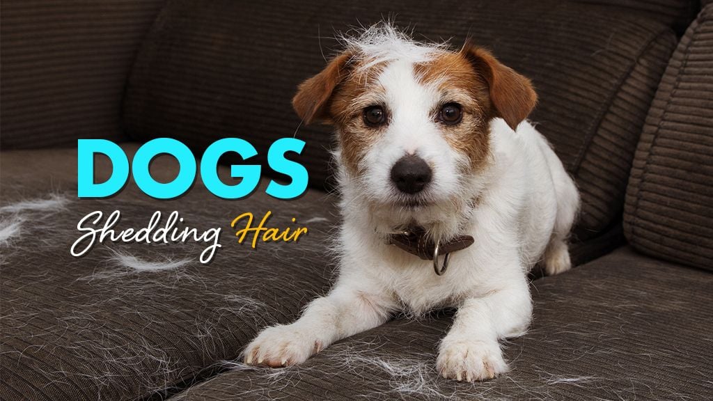 Why Dogs Shed and What to Do About It Why Dogs Shed and What to Do About It